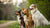 Do Female Dogs Gain Weight After Being Spayed? Understanding the Connection and Prevention Strategies