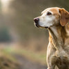 Do Female Dogs Gain Weight When in Heat? Understanding the Changes in Your Dog's Body