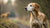Do Female Dogs Gain Weight When in Heat? Understanding the Changes in Your Dog's Body