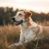 Do Female Dogs Put on Weight After Being Spayed? Understanding the Connection