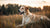 Do Female Dogs Put on Weight After Being Spayed? Understanding the Connection