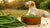 Do Green Beans Help Dogs Lose Weight? Exploring the Green Bean Diet for Dogs
