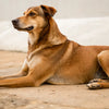 Do I Feed My Pregnant Dog Puppy Food?