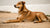 Do I Feed My Pregnant Dog Puppy Food?