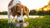 Do I Have to Feed My Dog Kibble? Exploring Your Dog's Dietary Options