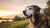 Do I Need to Switch to Senior Dog Food? Understanding the Nutritional Needs of Aging Dogs-141219823855