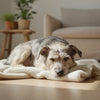 Do Male Dogs' Behavior Change After Neutering? Understanding the Impacts
