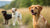Do Male Dogs Gain Weight After Being Neutered? Understanding the Facts
