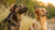 Do Male Dogs Lose Weight When Female is in Heat? Understanding the Impact on Canine Behavior