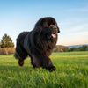 Do Newfoundland Dogs Need a Lot of Exercise? Understanding Their Unique Needs