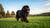 Do Newfoundland Dogs Need a Lot of Exercise? Understanding Their Unique Needs