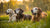 Do Older Dogs Eat Less Food? Understanding Senior Canine Nutrition
