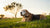 Do Older Dogs Gain Weight? Understanding Weight Changes in Senior Dogs