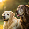 Do Older Dogs Need Senior Food? Understanding the Nutritional Needs of Aging Canines