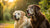 Do Older Dogs Need Senior Food? Understanding the Nutritional Needs of Aging Canines