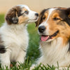 Do Puppies Need More Food Than Adult Dogs? A Comprehensive Guide to Puppy Nutrition