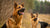 Do Rabid Dogs Eat Food? Understanding Feeding Behavior in Rabid Canines
