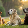 Do Senior Dogs Lose Weight? Understanding Weight Loss in Older Dogs