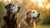 Do Senior Dogs Need Different Food? Understanding the Nutritional Needs of Aging Dogs-141047660783