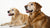 Do Senior Dogs Need Senior Dog Food? Understanding Nutritional Needs as Our Pets Age