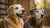 Do Senior Dogs Need Senior Food? A Comprehensive Guide to Feeding Our Aging Companions-141046153455