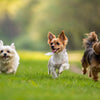 Do Small Dogs Need Less Exercise? Understanding the Exercise Needs of Small Breeds