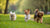 Do Small Dogs Need Less Exercise? Understanding the Exercise Needs of Small Breeds