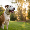 Do Steroids Make Dogs Lose Weight? Understanding the Impact of Corticosteroids on Canine Health