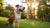 Do Steroids Make Dogs Lose Weight? Understanding the Impact of Corticosteroids on Canine Health