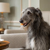 Do Sweet Potatoes Give Dogs Diarrhea? Understanding the Effects and Benefits