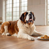 Do Vets Recommend Fresh Dog Food? Understanding the Benefits and Considerations