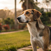 Do Worms Cause Weight Loss in Dogs? Understanding the Connection