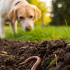 Do Worms Make Dogs Lose Weight? Understanding the Connection