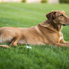 Do You Feed Pregnant Dogs Puppy Food? Understanding the Nutritional Needs of Expecting Mothers