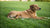 Do You Feed Pregnant Dogs Puppy Food? Understanding the Nutritional Needs of Expecting Mothers
