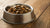 Do You Have to Refrigerate Wet Dog Food After Opening? Essential Storage Tips for Pet Owners