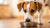 Does a Dog Need Wet Food? A Comprehensive Guide for Pet Owners