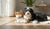 Does a Dog's Behavior Change After Neutering? Insights for Responsible Pet Owners-141421215983
