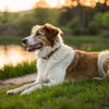 Does a Female Dog's Behavior Change After Spaying?