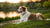 Does a Female Dog's Behavior Change After Spaying? Understanding the Impact of Spaying on Canine Behavior