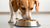 Does Canned Dog Food Cause Diarrhea? Understanding the Impacts on Your Pet's Digestive Health-141221167343