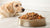 Does Canned Dog Food Cause Loose Stools? Understanding the Impact of Wet Food on Your Dog’s Digestion