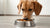 Does Canned Dog Food Make Dogs Poop More? Understanding the Digestive Dynamics of Wet Dog Food-141098549487
