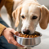 Does Canned Dog Food Need Refrigerated? The Ultimate Guide for Pet Owners