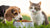 Does Cat Food Hurt Dogs If They Eat It? Understanding the Impact on Your Pup-140301041903