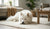 Does CBD Help Dogs with Aggressive Behavior? Exploring the Evidence and Insights-141421117679