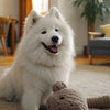 Does Changing Dog Food Cause Diarrhea? What Every Dog Owner Should Know