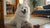 Does Changing Dog Food Cause Diarrhea? What Every Dog Owner Should Know