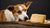 Does Cheese Give Dogs Diarrhea? Understanding the Risks and Benefits