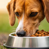 Does Chicken Dog Food Cause Allergies? Understanding the Risks for Our Furry Friends